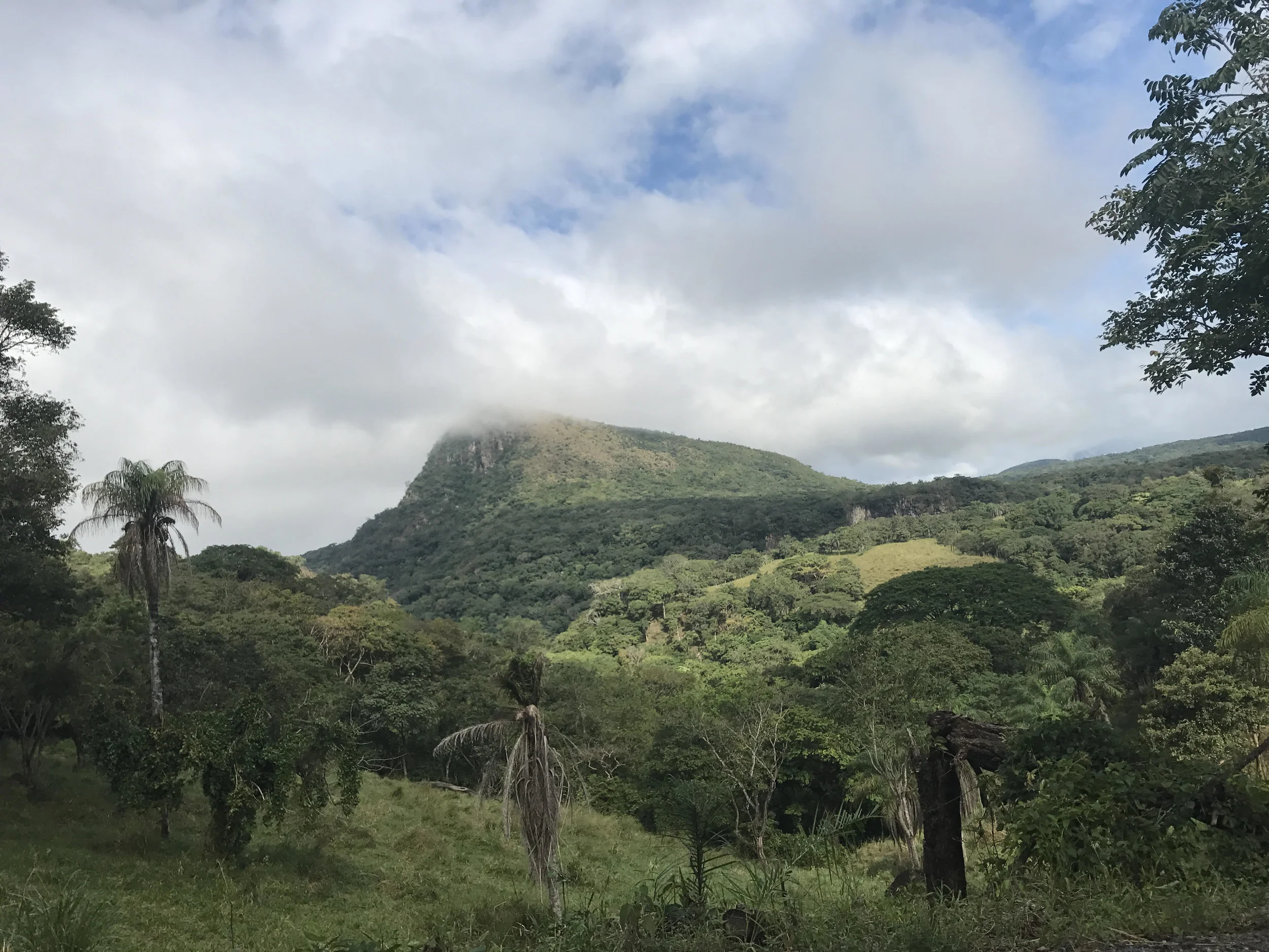 Green mountain landscape with clouds, palm trees, and dense forest under daylight